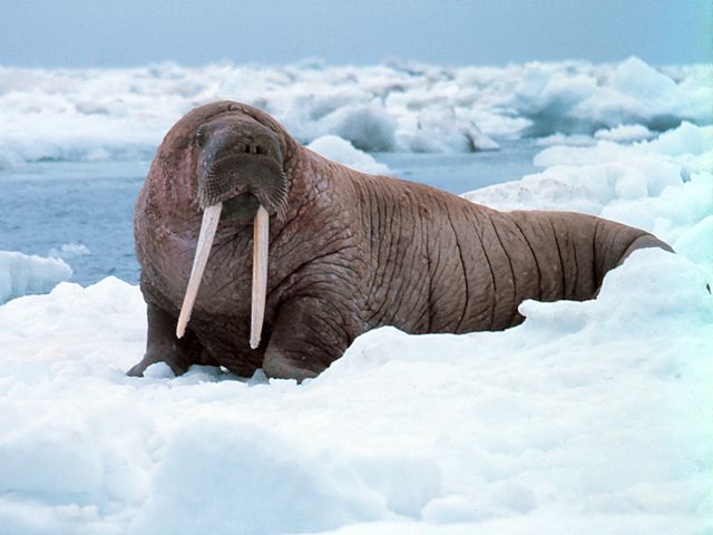 物种字典: 海象科-odobenidae