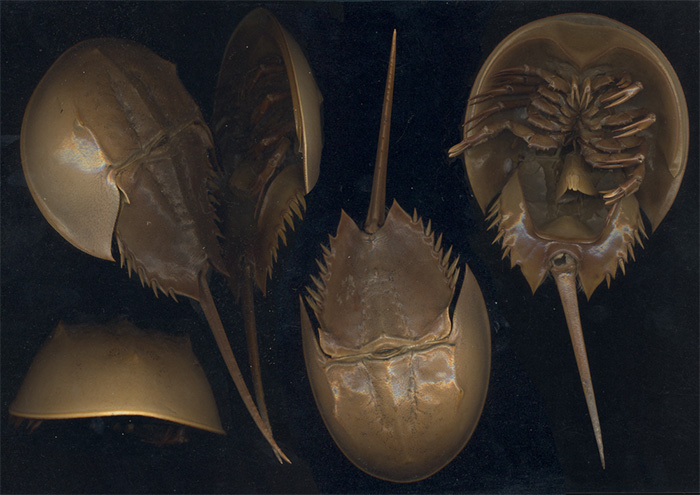 horseshoe crab-xiphosura