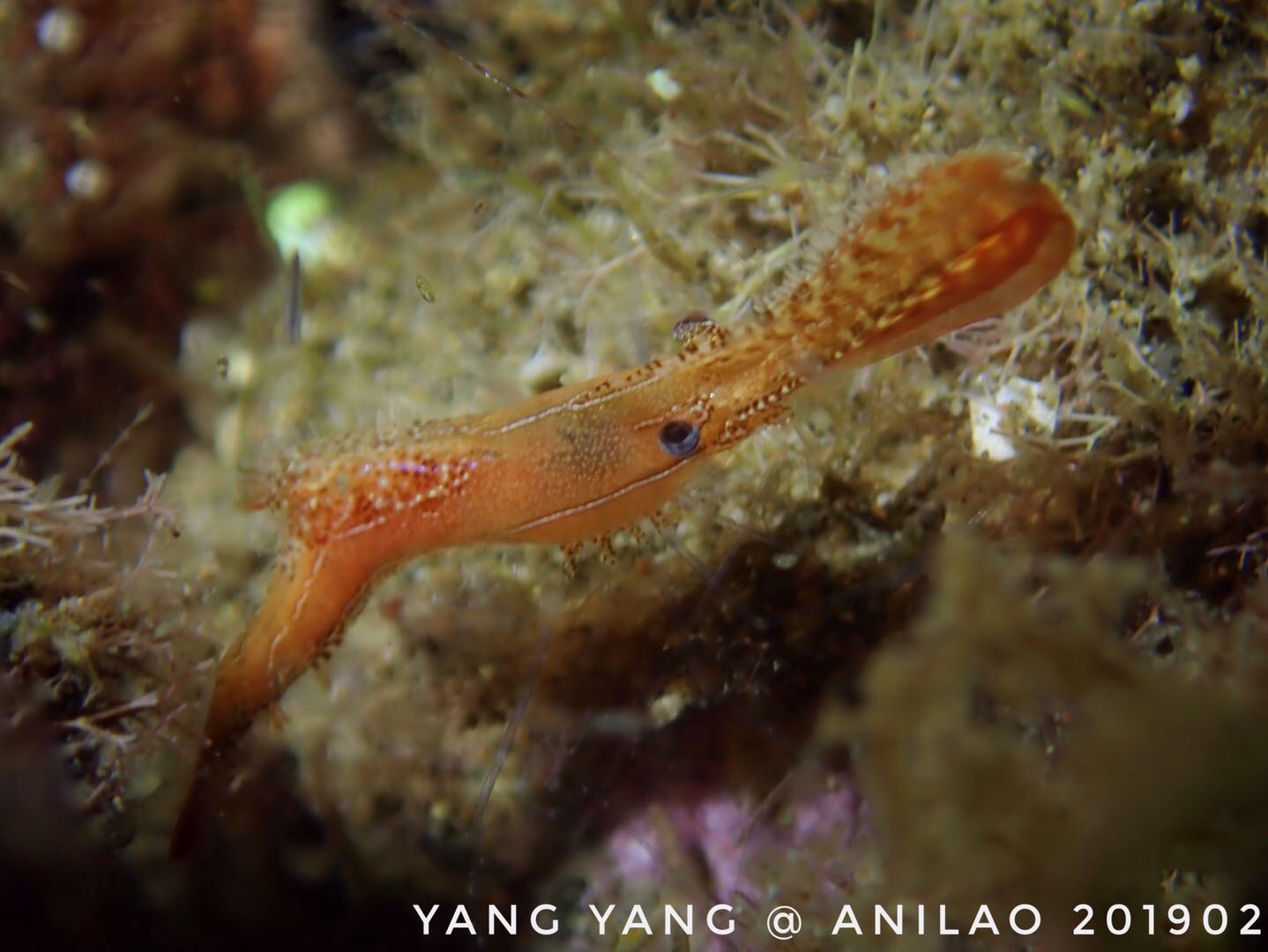 巴鲁坦星虾-leander plumosus-喵潜ai 鱼类辨识-你的在线鱼书