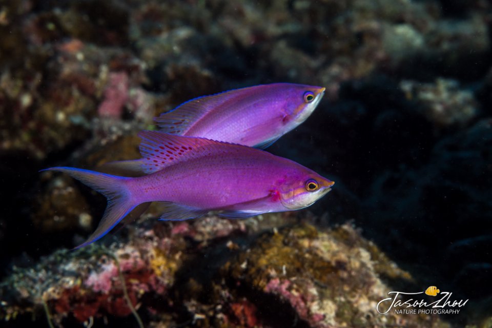 用户照片-pseudanthias pascalus-紫红拟花鮨-喵潜ai鱼类辨识 fish id