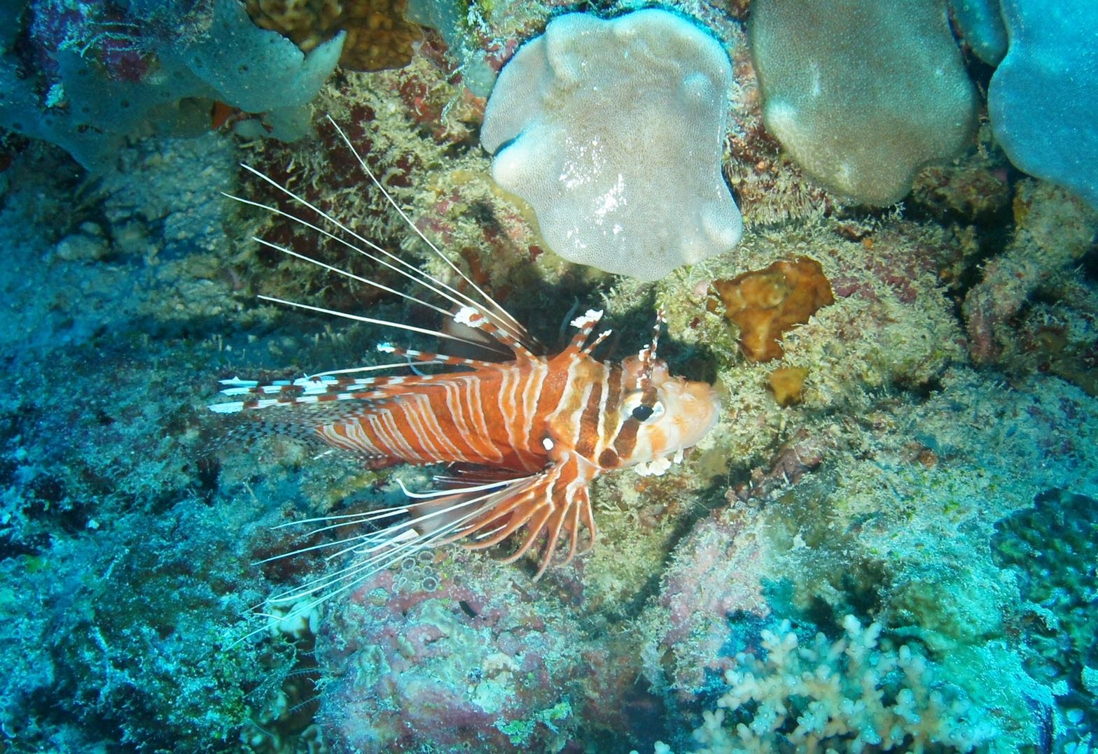 Pterois Antennata Ai Fish Id