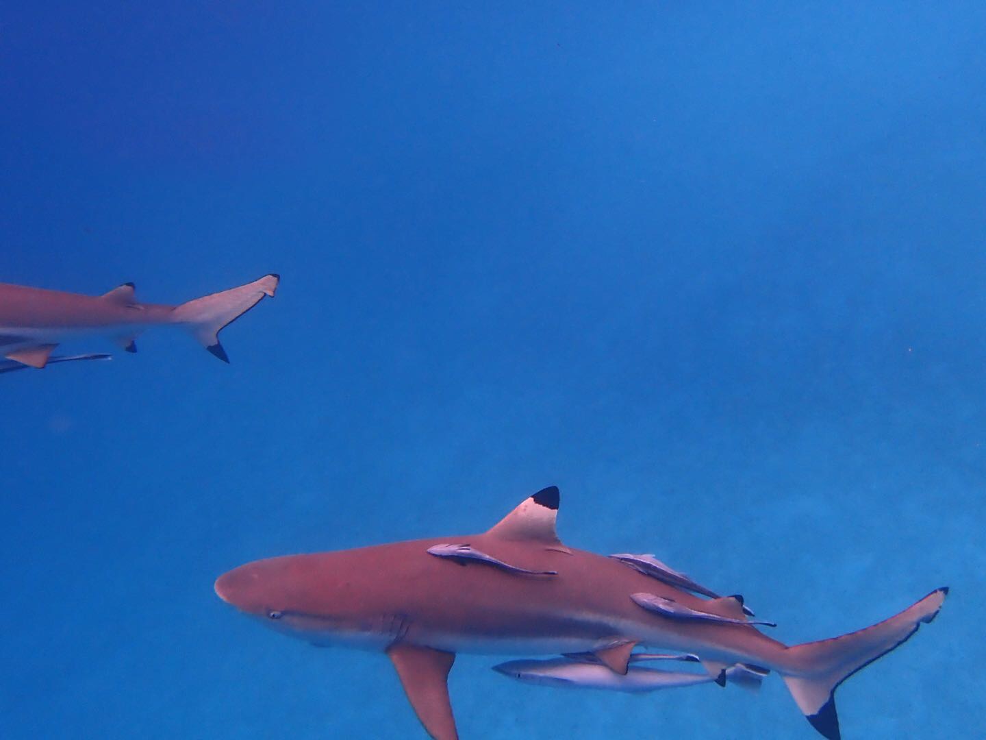 用户照片-Carcharhinus longimanus-长鳍真鲨-喵潜AI鱼类辨识 FISH ID - 你的在线鱼书