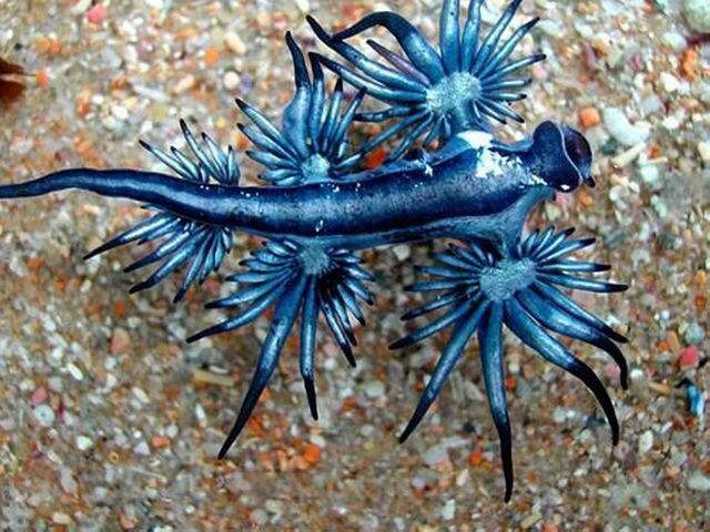 大西洋海神海蛞蝓