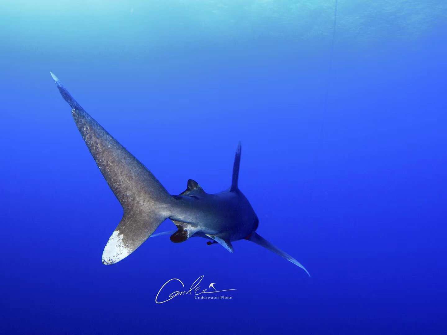 深海水族馆：最长寿的鲨鱼——格陵兰睡鲨