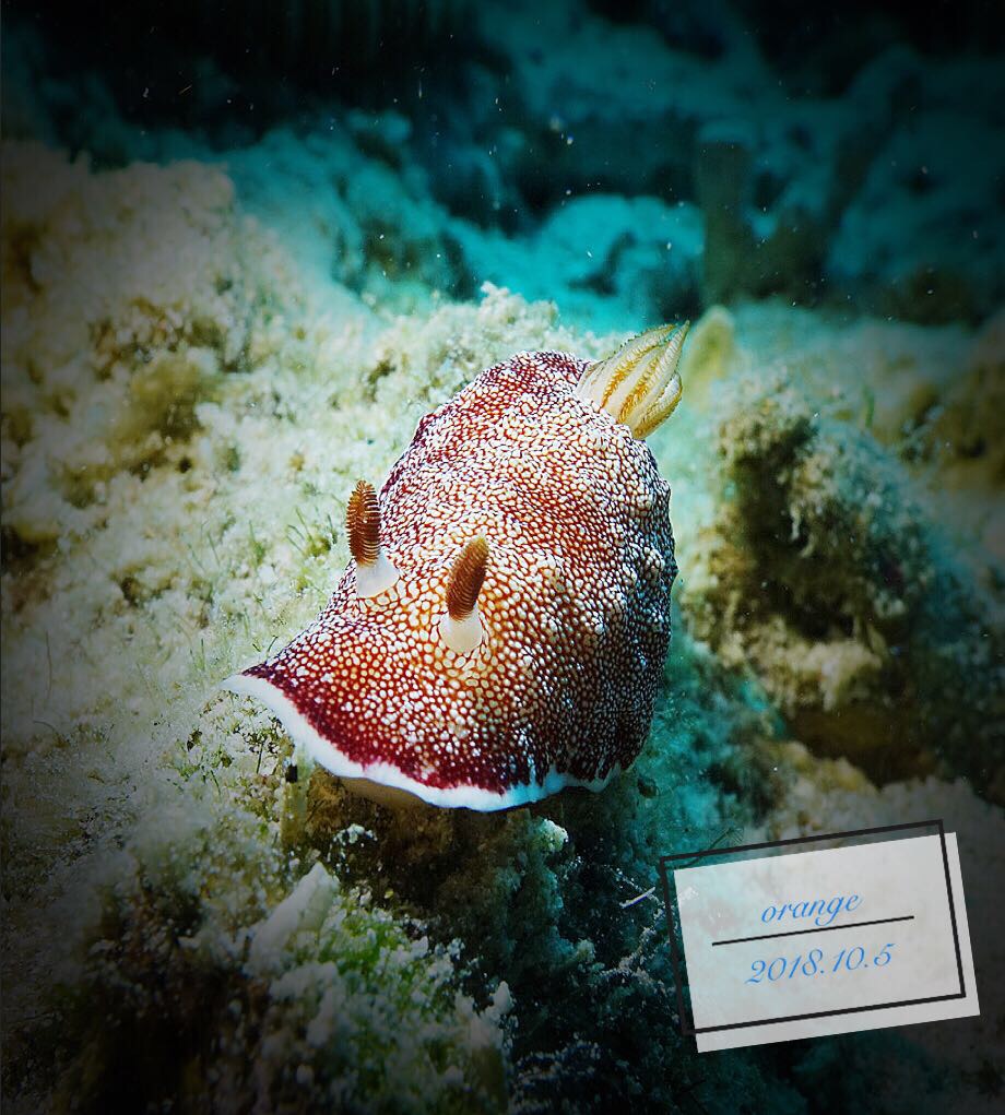 >多彩海牛科>多彩海牛屬物種圖片相鄰物種安娜多彩海蛞蝓chromodoris