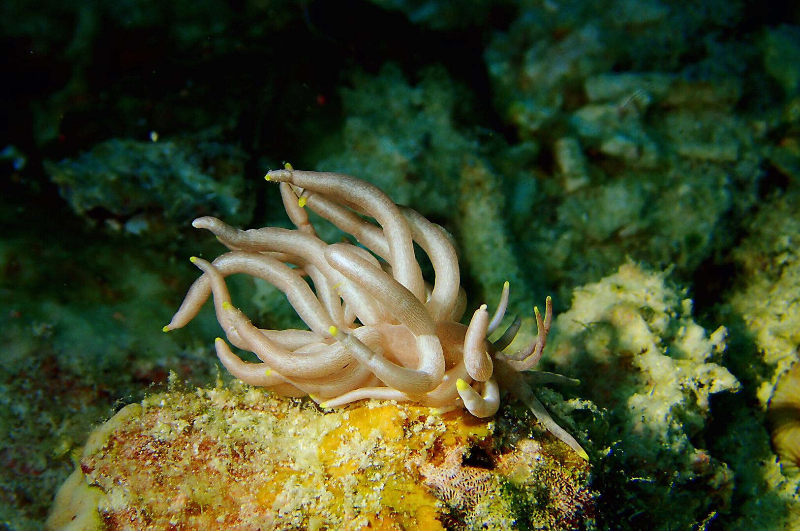 物种字典: 八放灰翼海蛞蝓