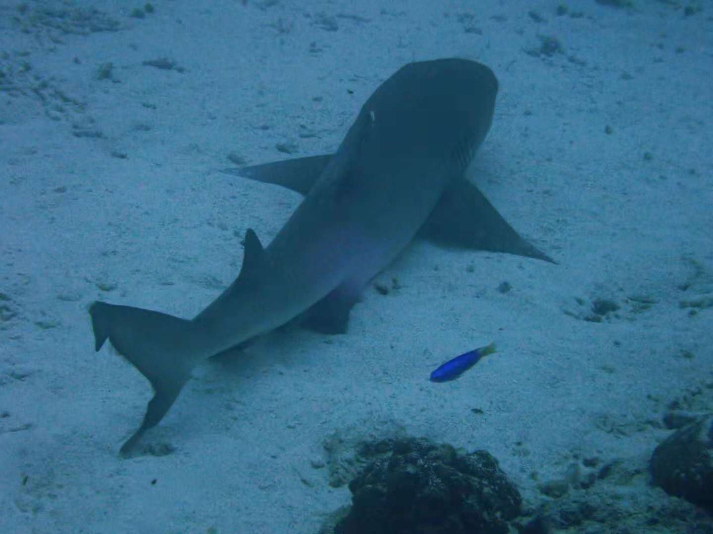 物种百科：白鳍鲨 - 头条汇