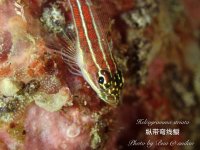 鹰斑䱵科-Aplodactylidae-喵潜AI 鱼类辨识-你的在线鱼书