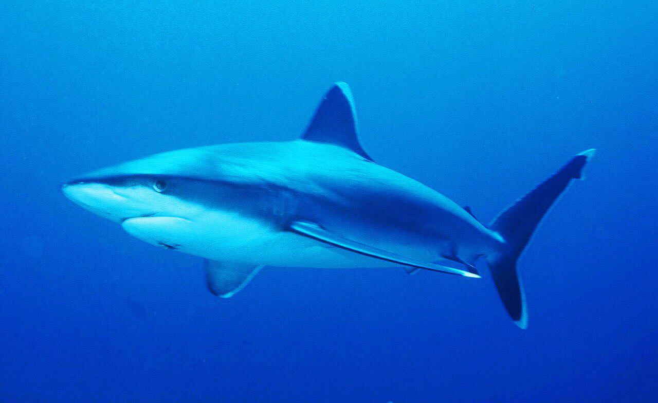 白鳍鲨和珊瑚礁高清摄影大图-千库网