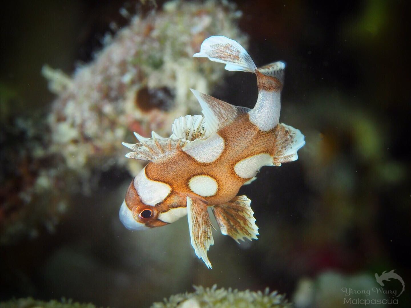 用户照片 Plectorhinchus Chaetodonoides 斑胡椒鯛 喵潜ai鱼类辨识fish Id 你的在线鱼书