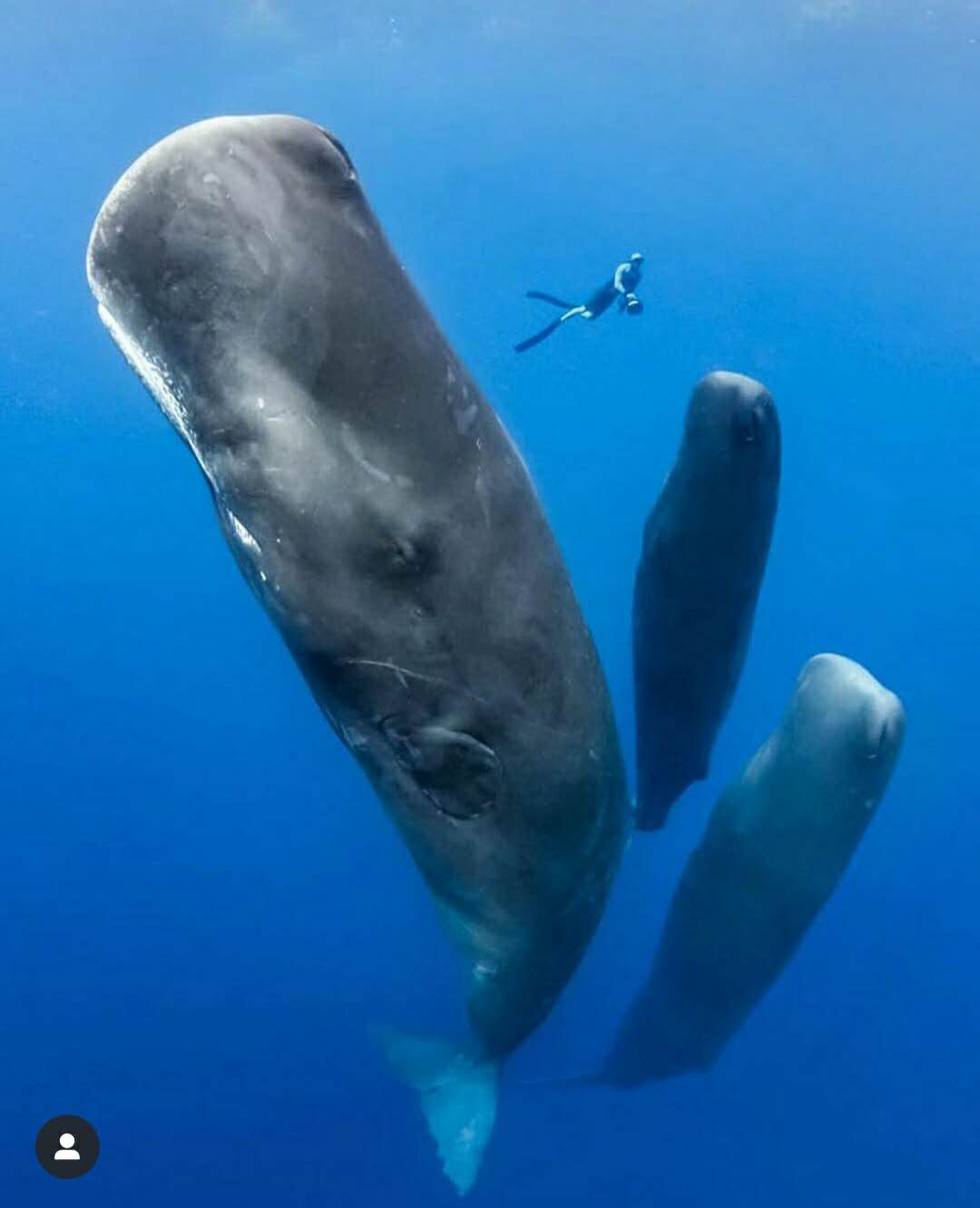 鲸虱抹香鲸图片