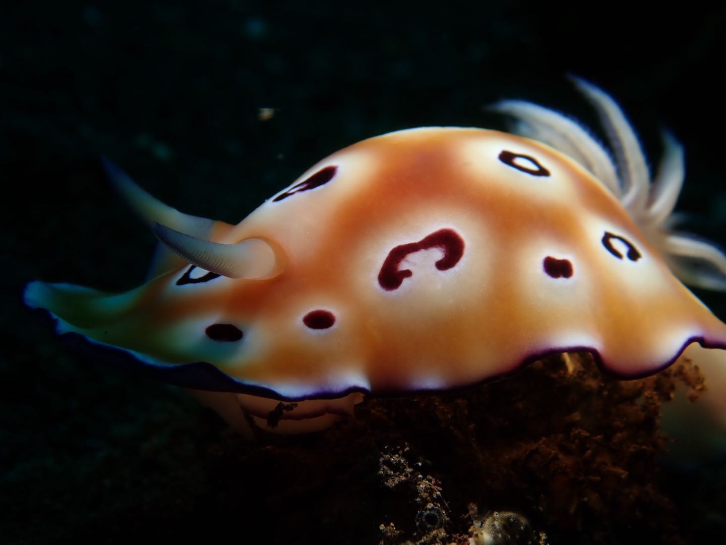 豹纹多彩海蛞蝓goniobranchusleopardus