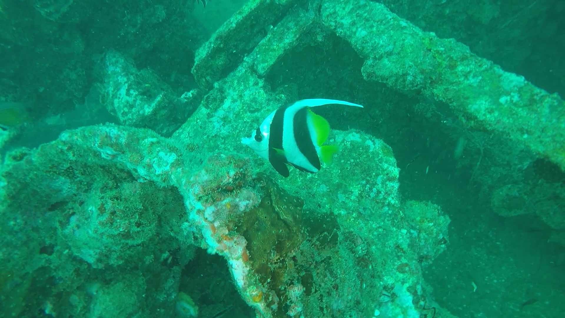 用户照片-Heniochus acuminatus-馬夫魚-喵潜AI鱼类辨识 FISH ID - 你的在线鱼书