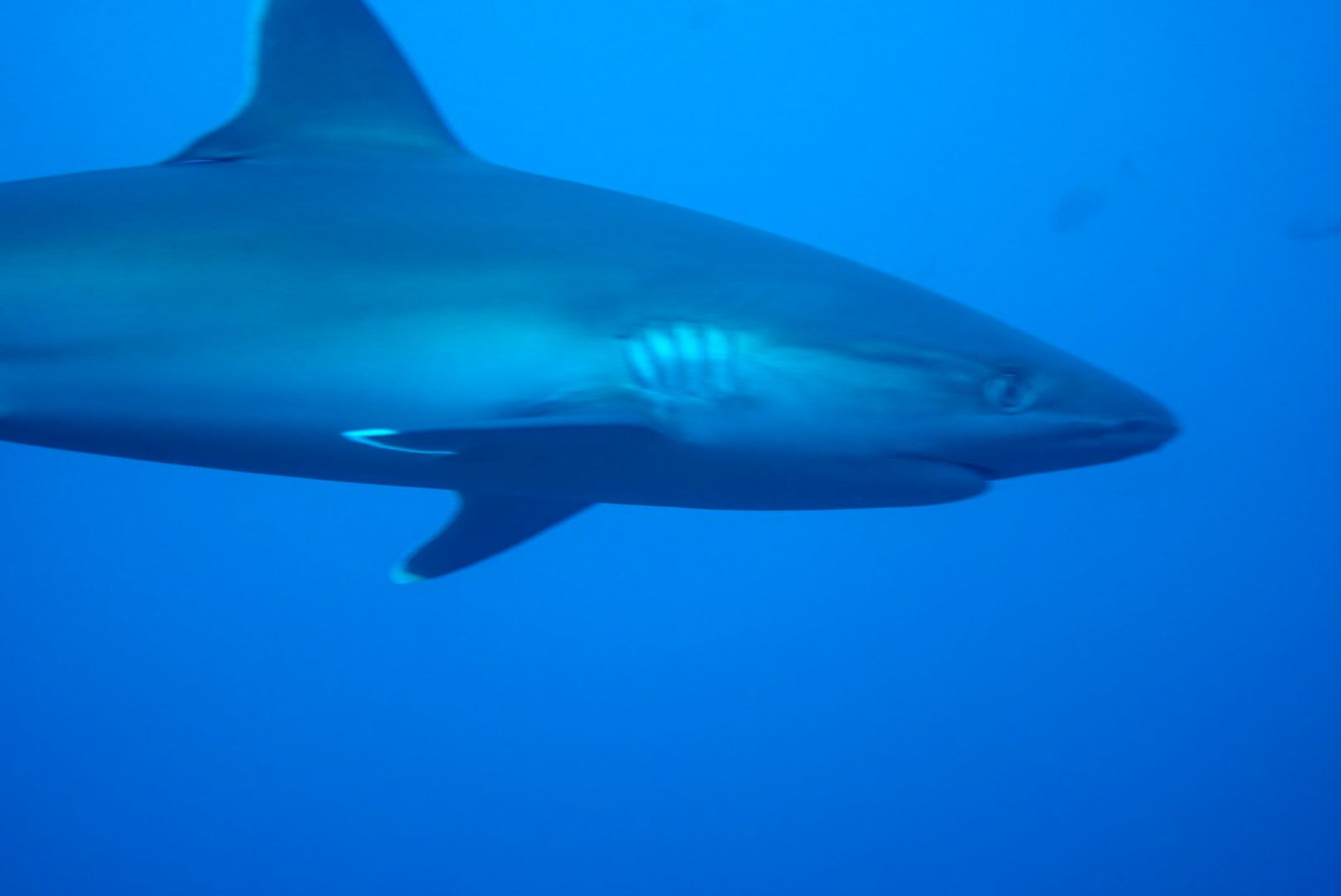 用户照片-Triaenodon obesus-白鳍鲨-喵潜AI鱼类辨识 FISH ID - 你的在线鱼书