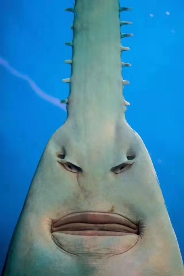 嘴巴像锯子的鲨鱼图片