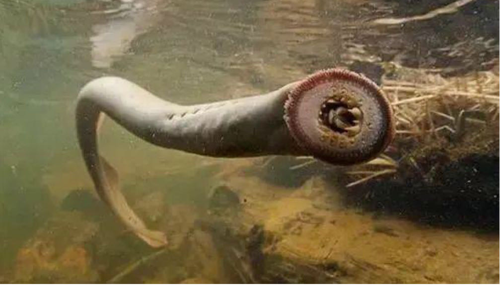 七鳃鳗的天敌图片